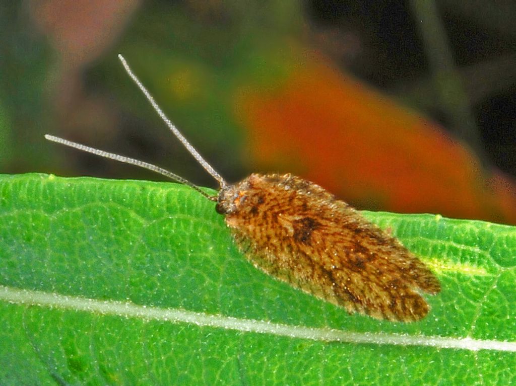 Hemerobiidae: Megalomus cfr. tortricoides